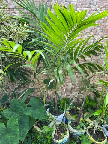 Muda de planta palmeira 