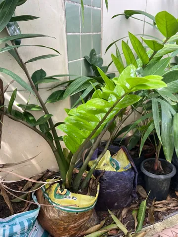 Planta Zamioculca