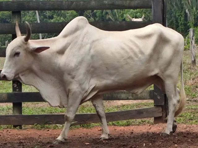 Vendo Gado Nelore em Porto Velho.