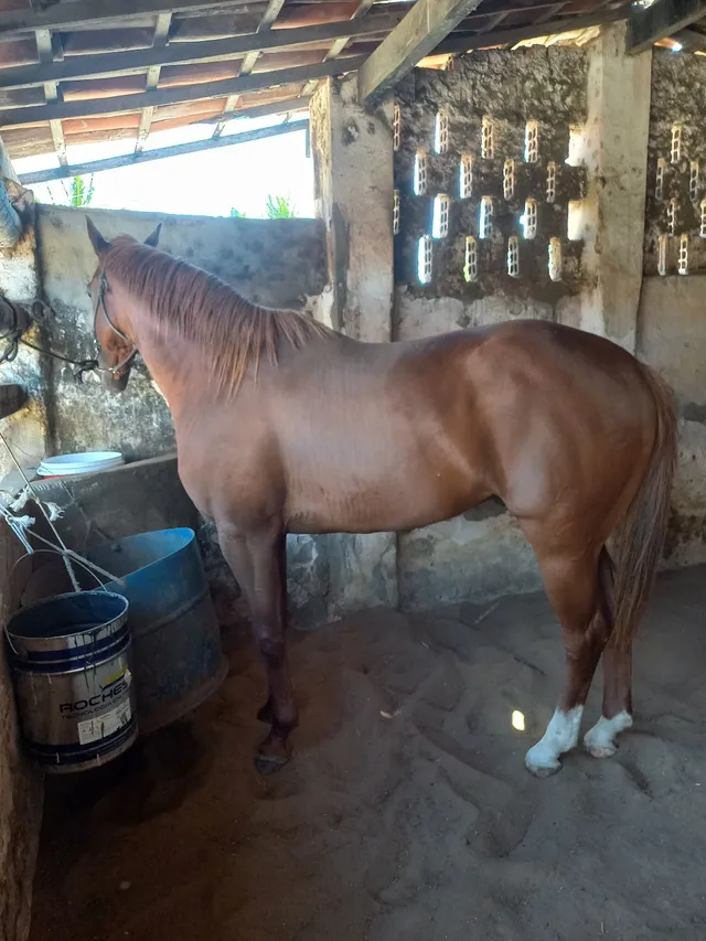 Cavalo 