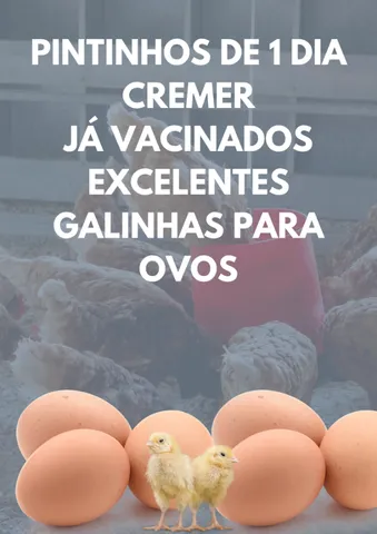 Pintinhos poedeiras cremer 