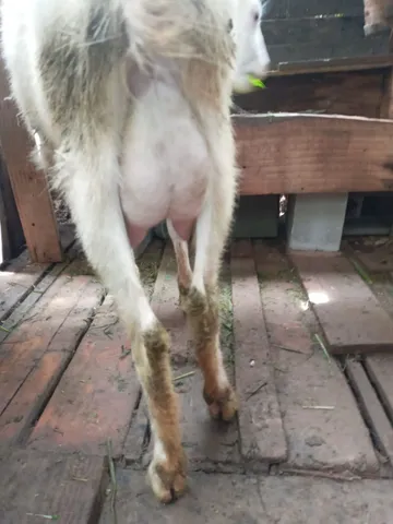 Cabra primeira cria