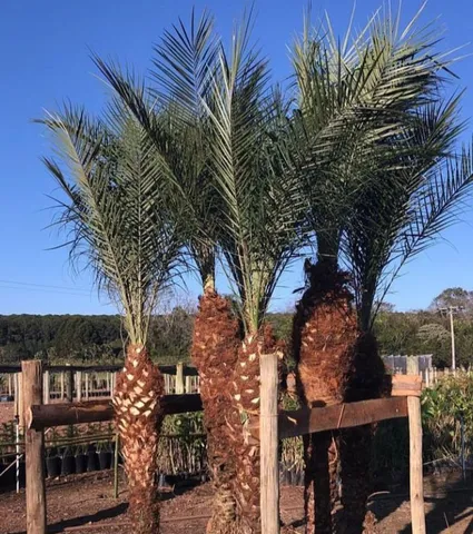 Palmeira fênix 