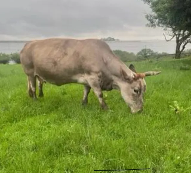Mini vaca 