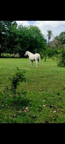 Cavalo pantaneiro 