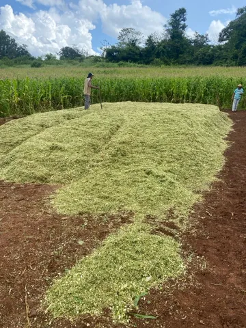 Silo de milho 