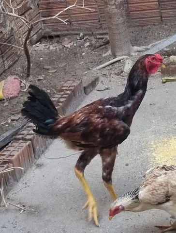 Vendo Galo