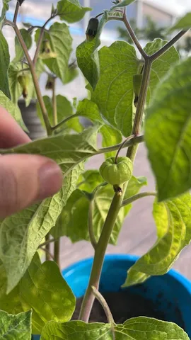 Physalis - Frutífera