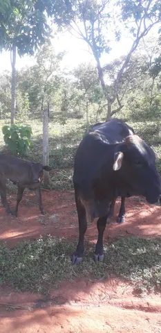 2 vacas partidas e 1 tourinho