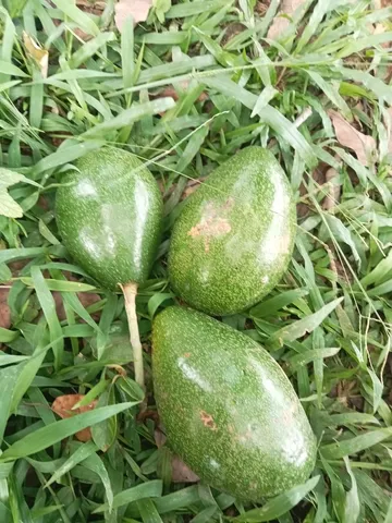Abacates 