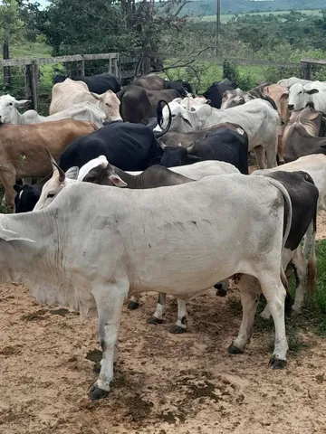 VENDE SE GADO