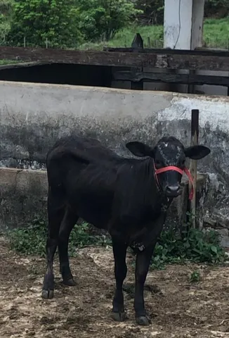 Vendo mini vacas girolanda e mini nelore