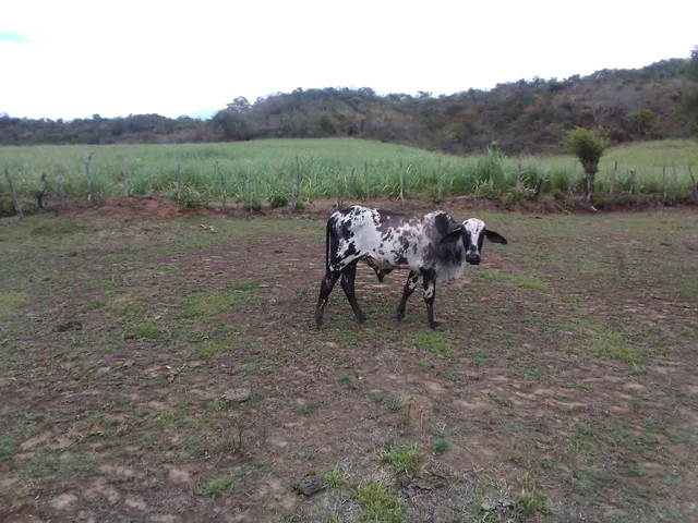 So venda, esta em muribeca.
