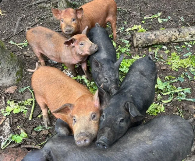leitao caipira para ano novo