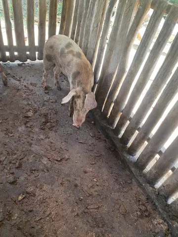 Vendo porcos 