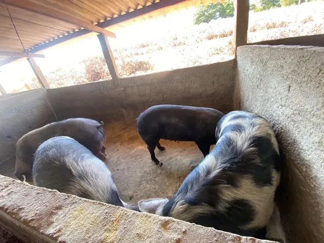 Porcos Pietran com Duroc e Hampshire 
