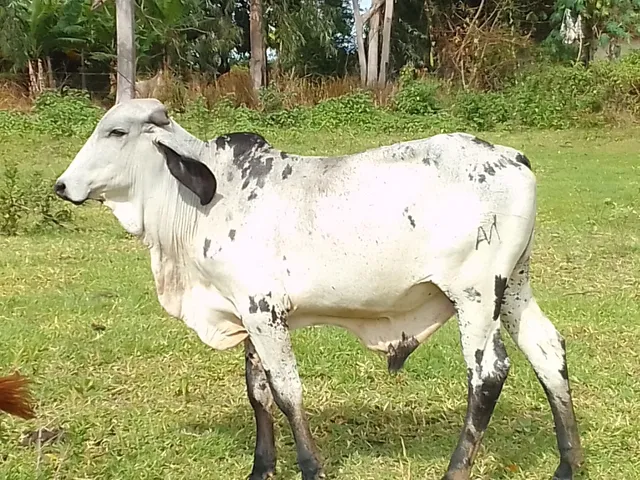 Tourinho gir genética leiteira