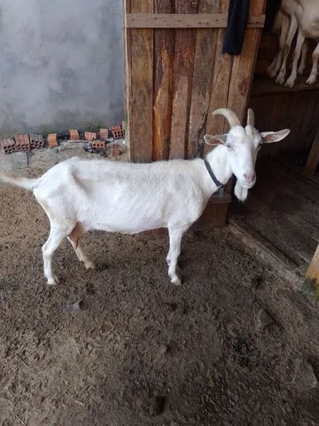 3 cabra fêmea 