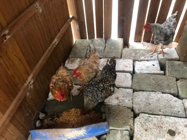 Galos caipira pesadão 