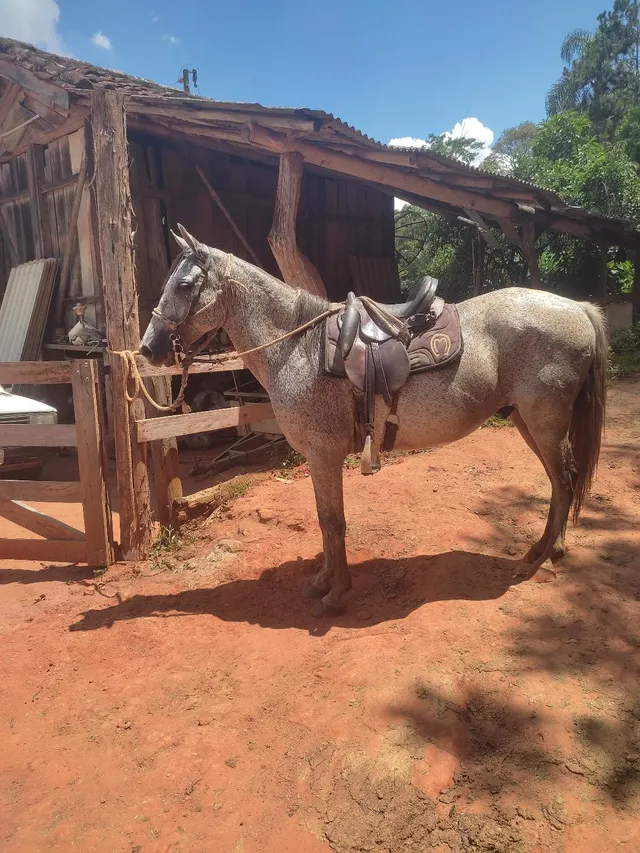Cavalo pra qual quer pessoa montar!