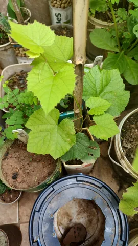 Uva isabel e muda de figo - frutíferas em Votorantim SP