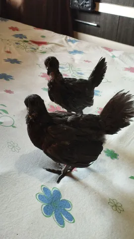 Ayam Cemani