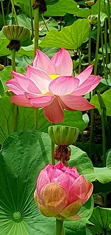 Muda de Flor de Lotus Gigante da Tailândia
