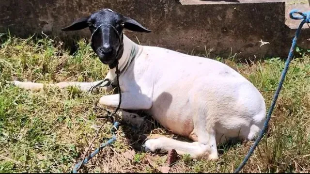 Lote de 4 Ovelhas (Doper x Santa Inês)