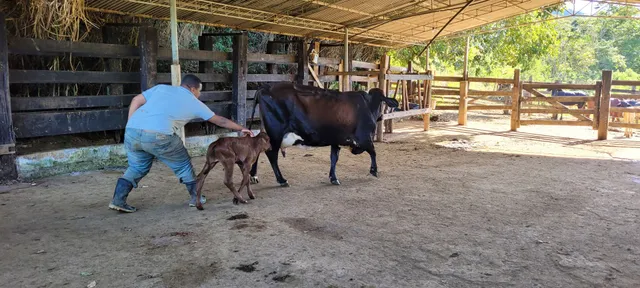 Vacas de leite