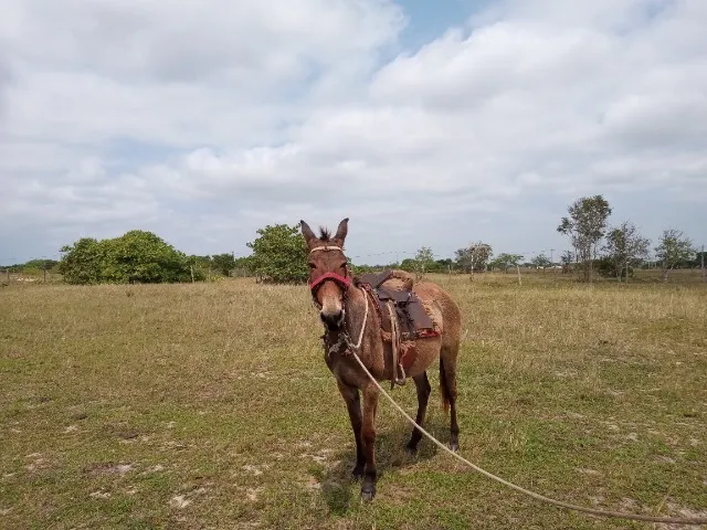Vendo burro manso 