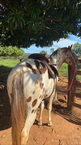Cavalo appaloosa