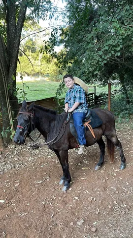 Cavalo crioulo 