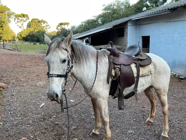 Cavalo Quarto milha 