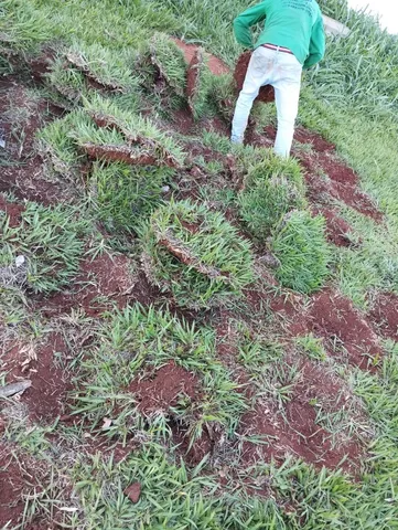Grama batatais 