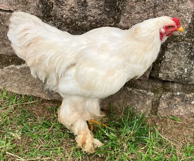 Galo Brahma Branco 7meses. Manso 