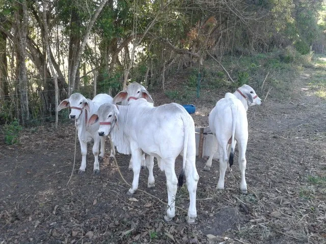 Gado Tabapuã - vacas, novilhas, tourinhos, bezerras 