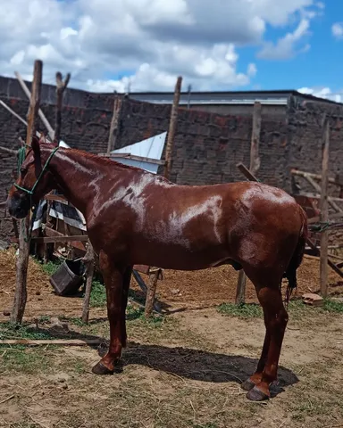 Cavalo venda
