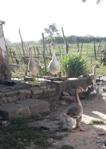 GANSOS A VENDA