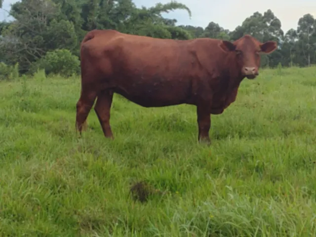 Duas vacas prenhas