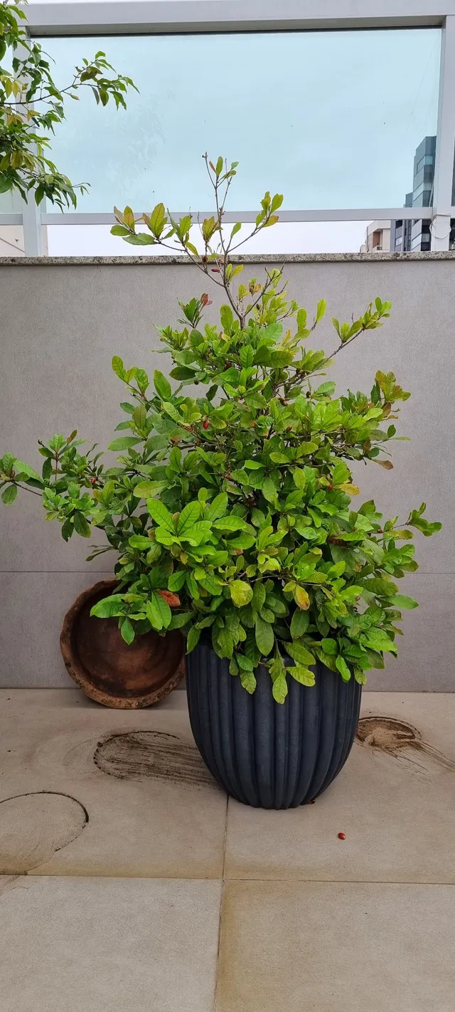 Frutífera Fruta do milagre