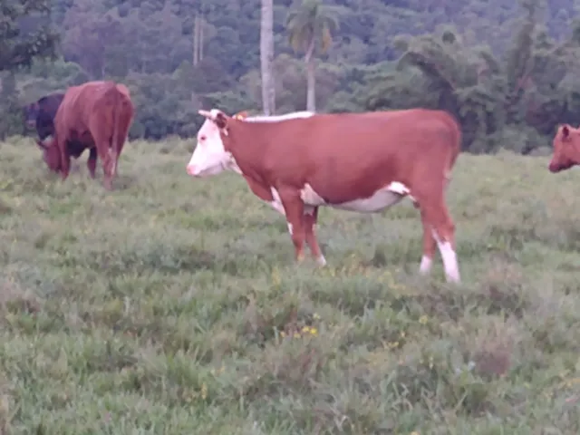 Novilhas brafford aspadas