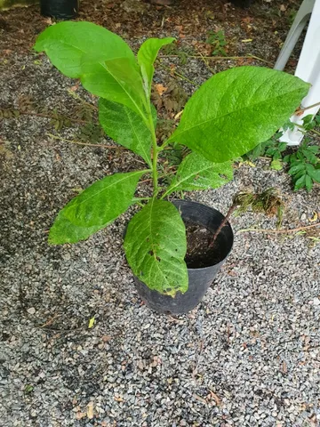 Mudas de fruta do sabiá