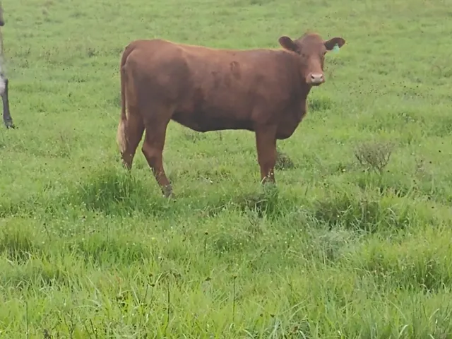 Duas Fêmeas Red angus puras 