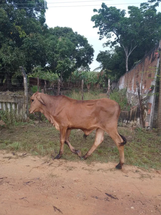 Bezerro 