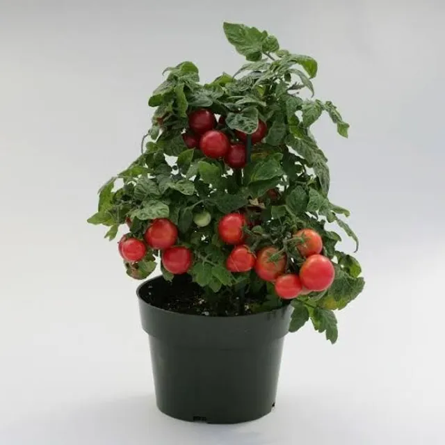 Mdas de Tomate Cereja, Facil de cuidar!!!