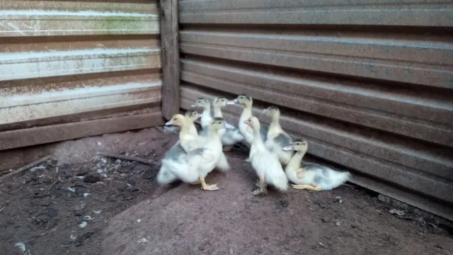 Vendo filhote de pato
