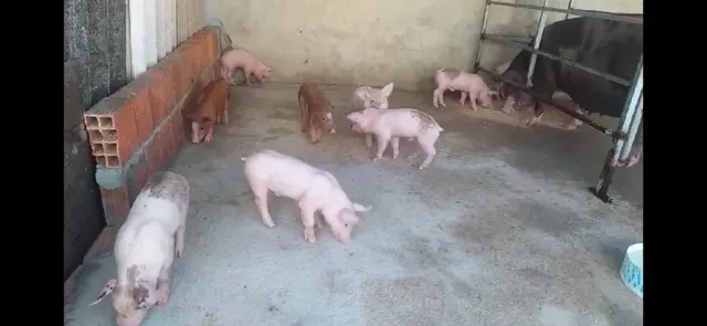 Venda de bacurim 