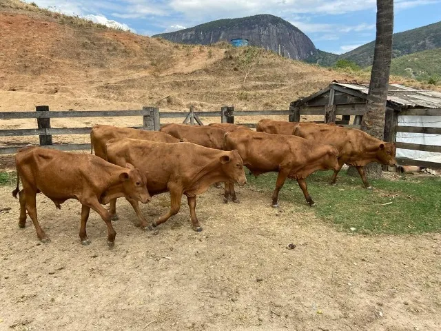 Vendo Novilhas e Garrotes Senepol