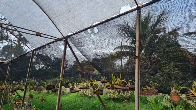 Estufa agrícola mais mesas