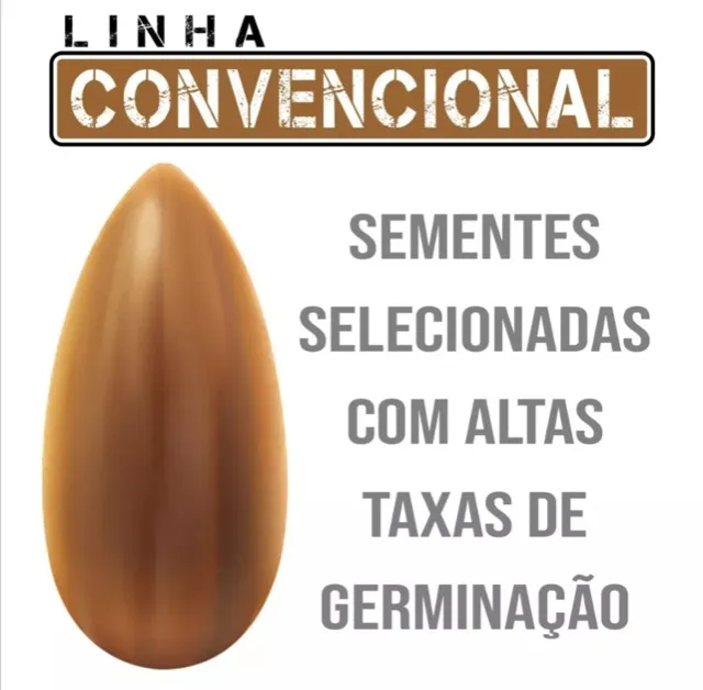 Semente capim mombaça 